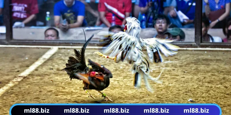 Chiến kê tham gia đá gà cựa sắt oai phong